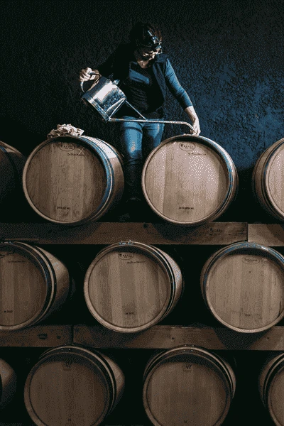 chai à barriques élevage vin